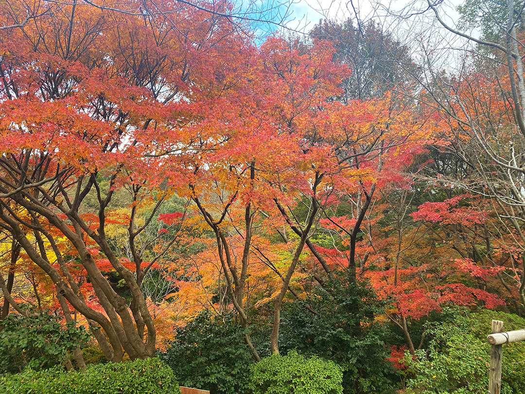 Shiranoe Botanical Garden02