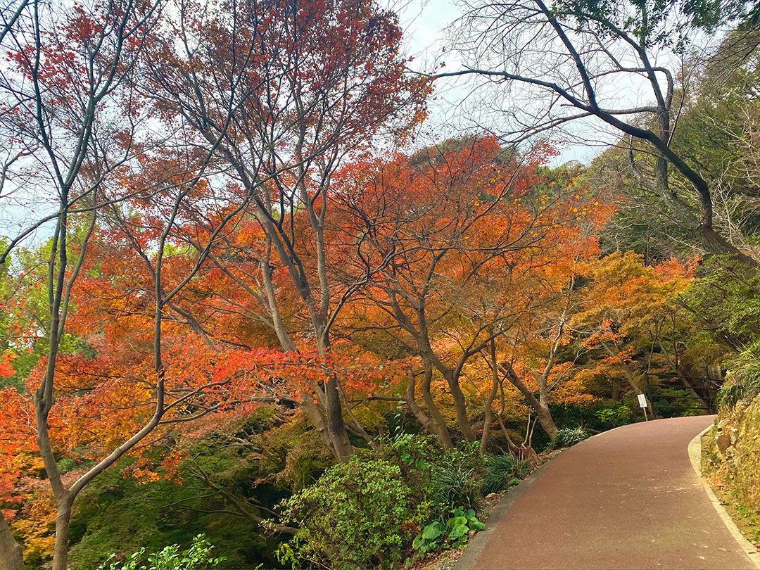 Shiranoe Botanical Garden03