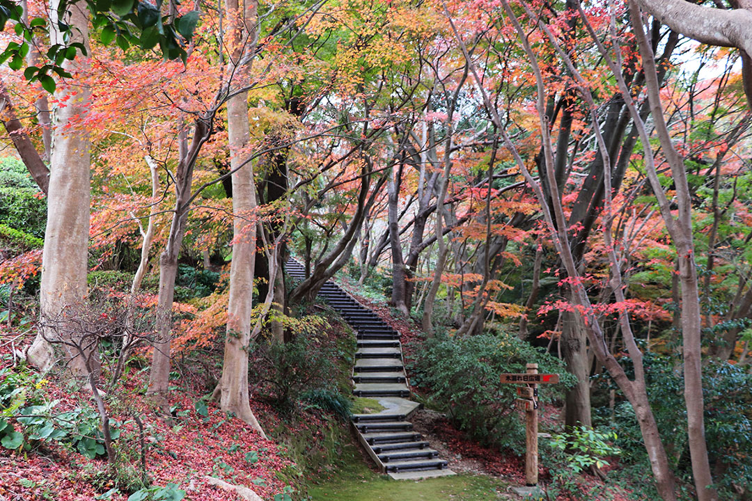 Shiranoe Botanical Garden04