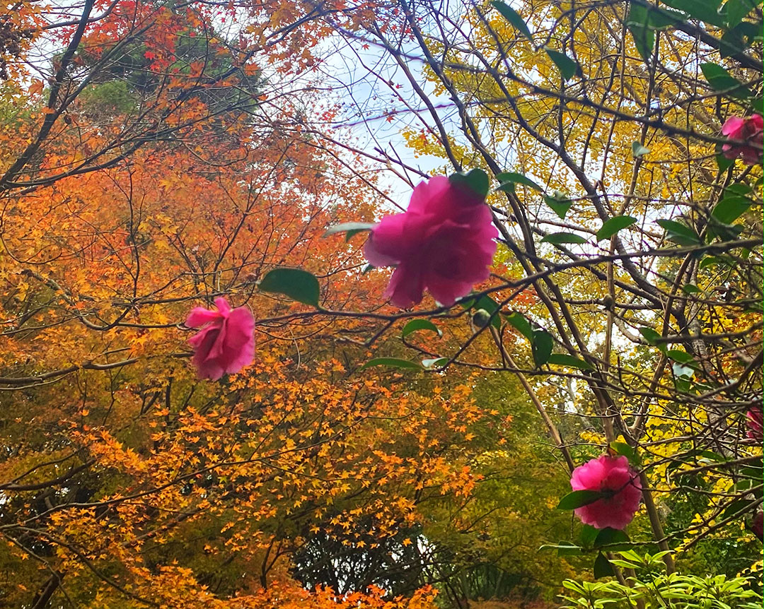 Shiranoe Botanical Garden05
