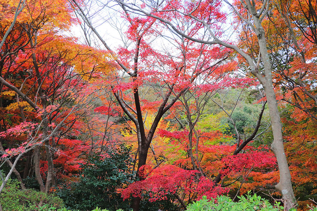Shiranoe Botanical Garden07