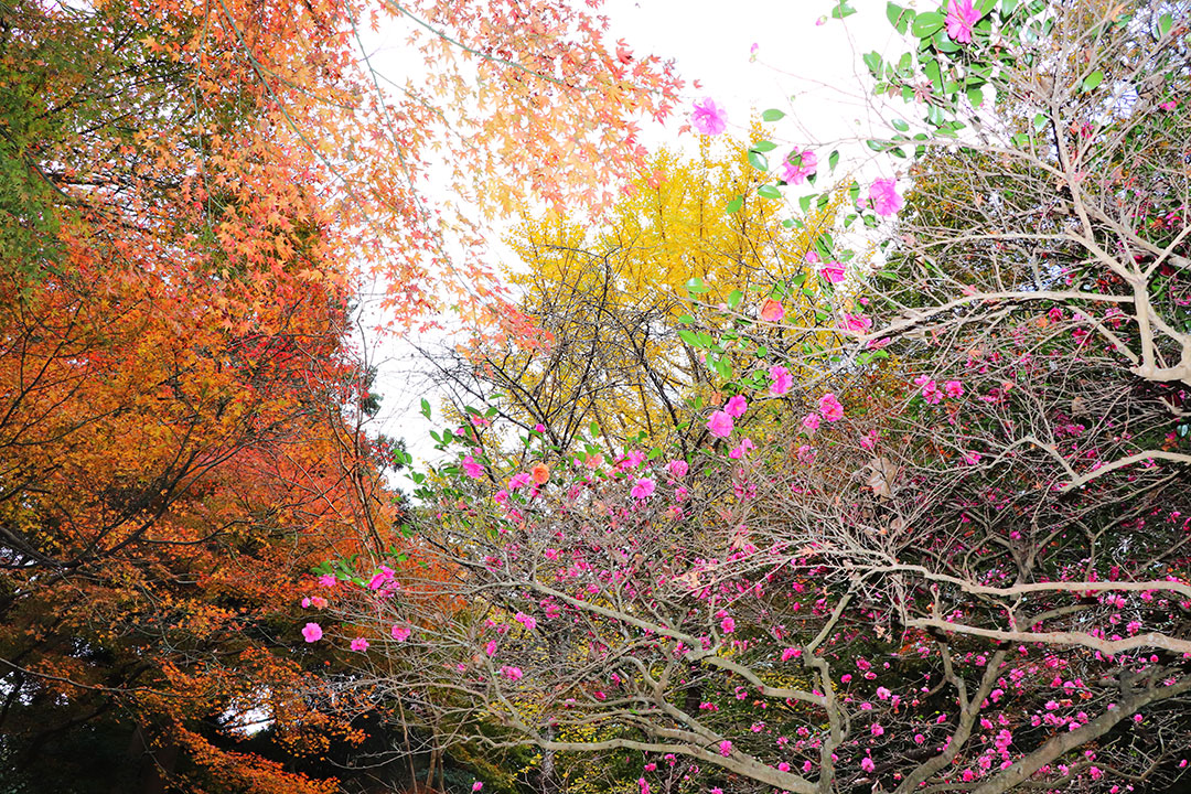 Shiranoe Botanical Garden08